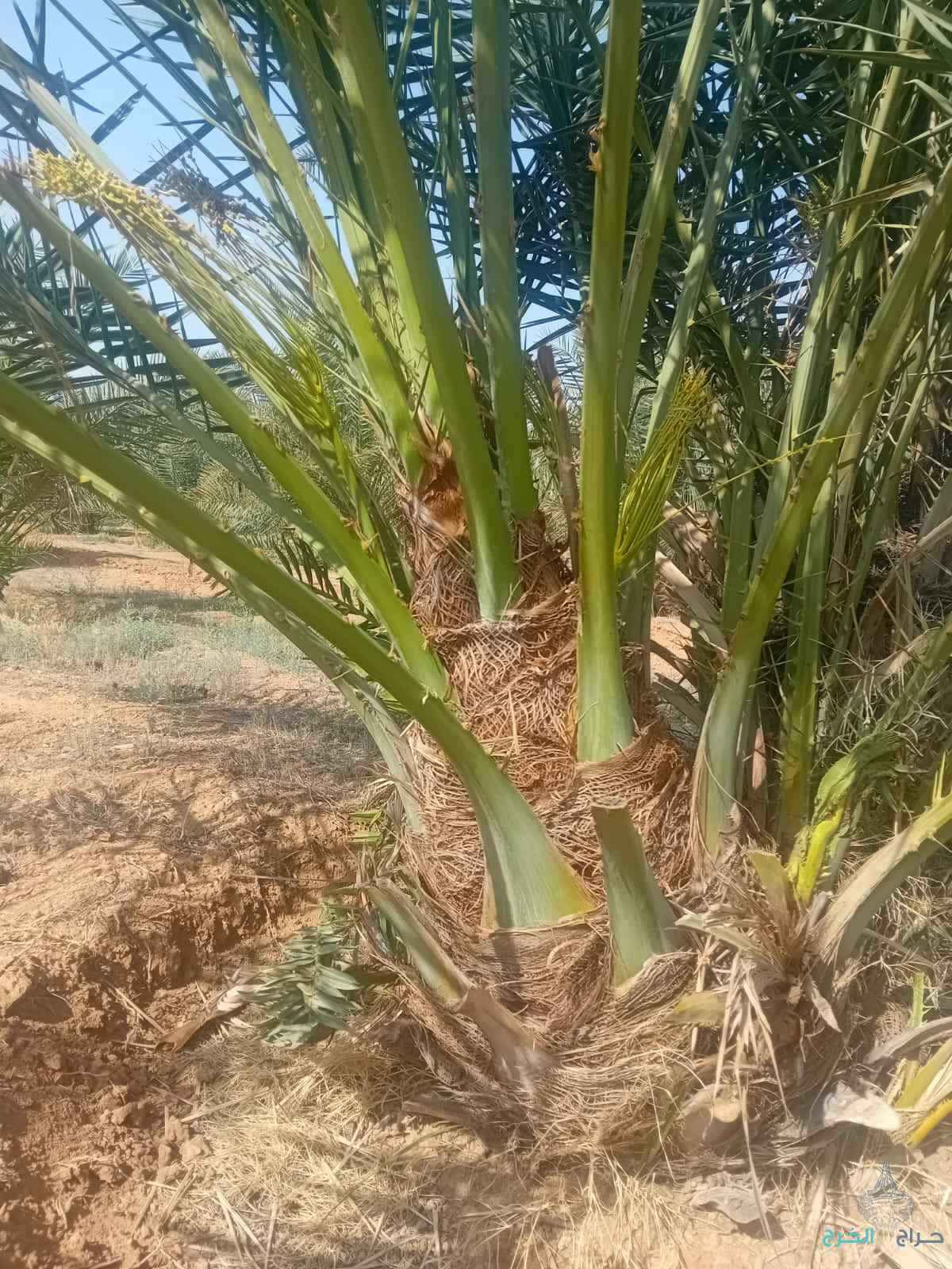 نخل القصيم جثايث فسايل نقابل فراخه