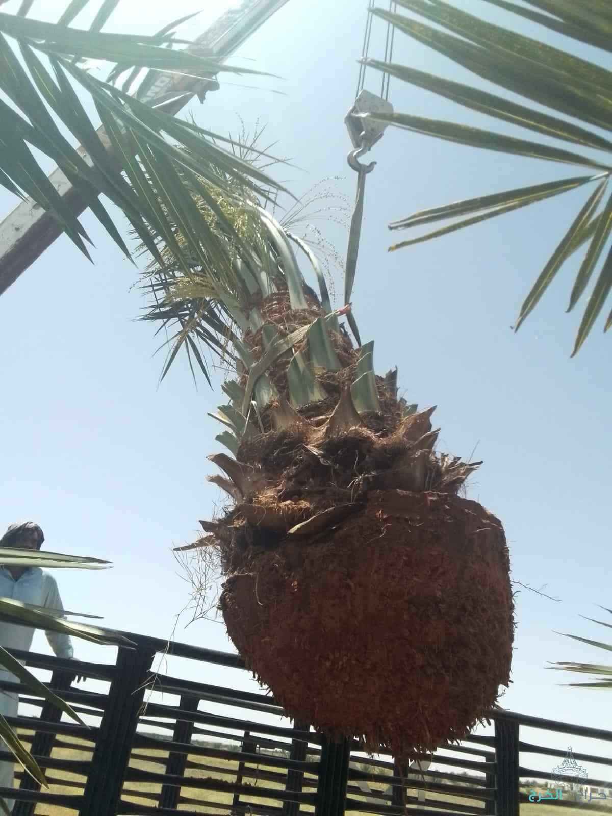 نخل القصيم جثايث فسايل نقابل فراخه