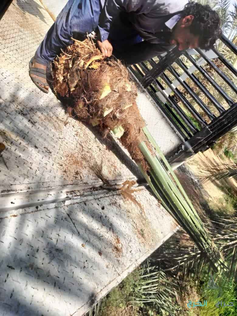 نخل القصيم جثايث فسايل نقابل فراخه