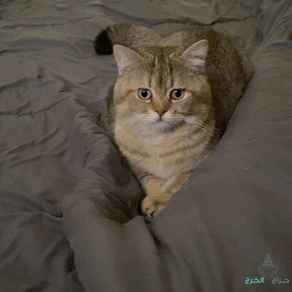 الخرج