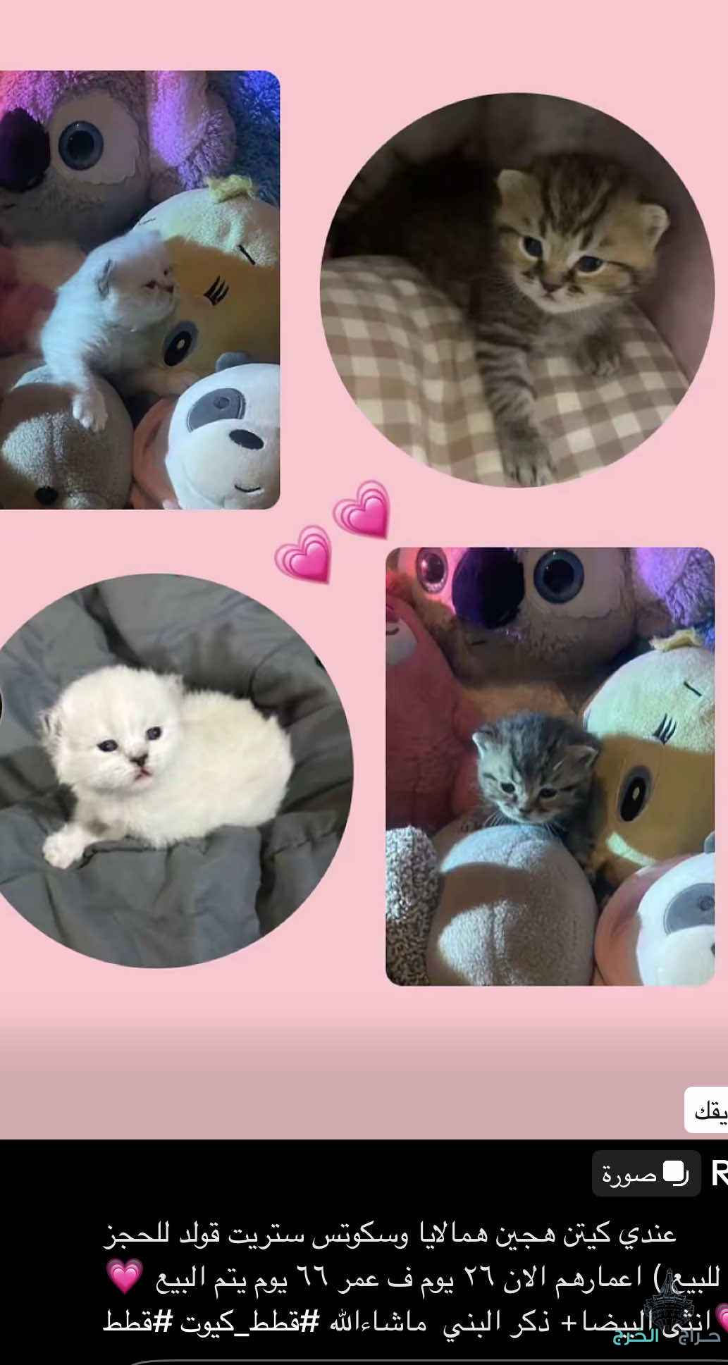 الخرج