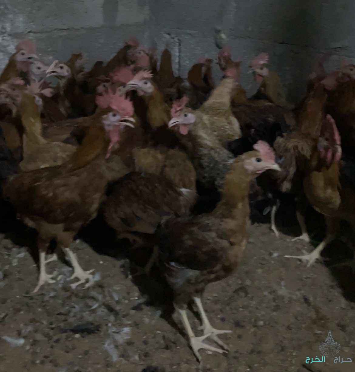 ديوك بلدي