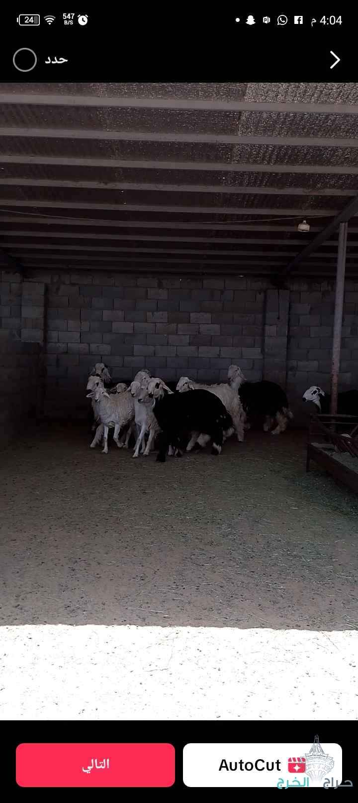 الاسعار بتعجبكم للجاد 