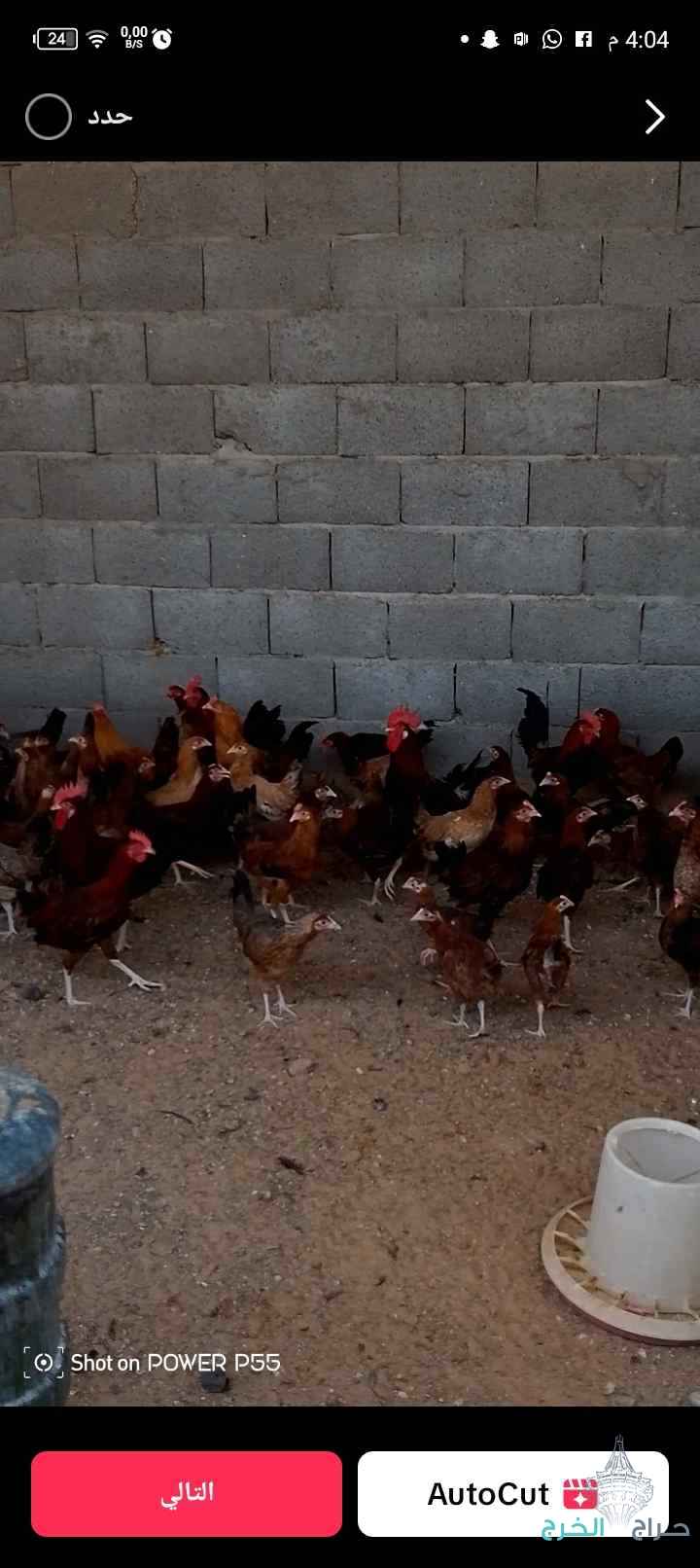 الاسعار بتعجبكم للجاد 