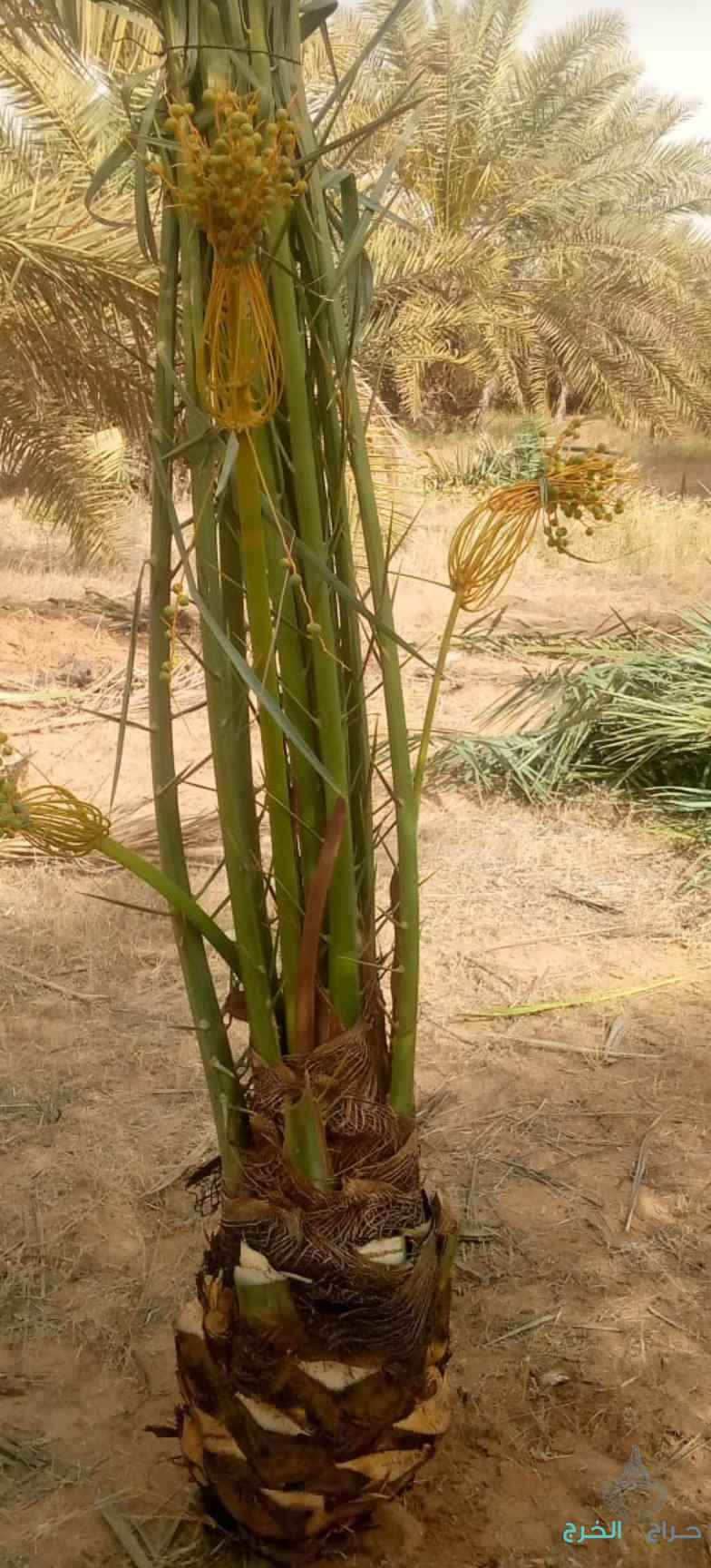 نخل مثمر للبيع فاخر