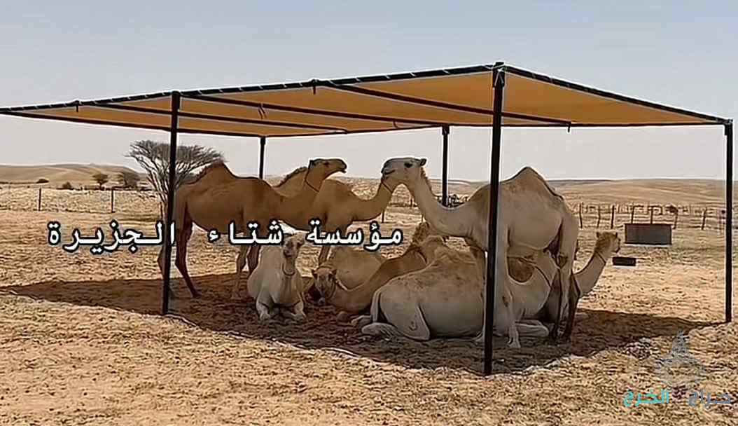 انواع المضلات