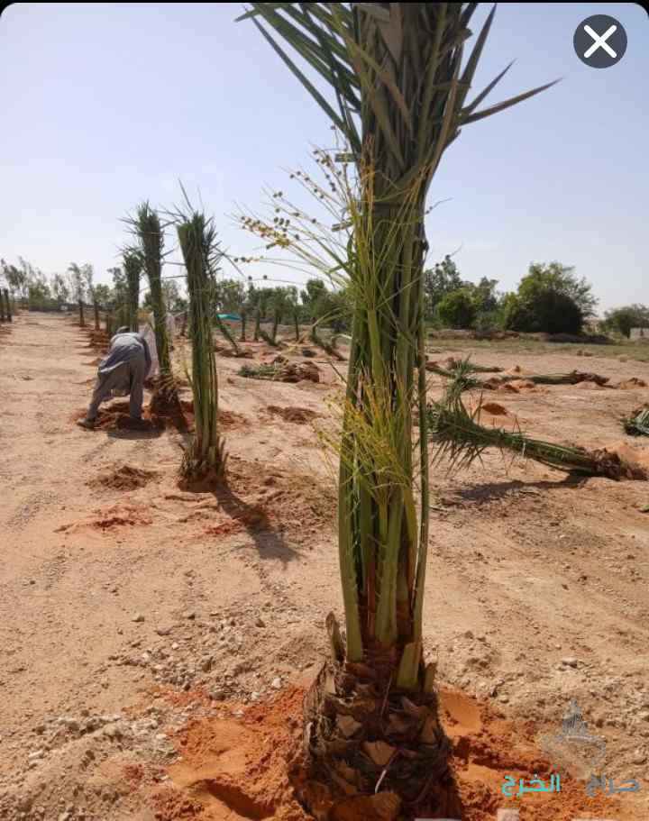 نخل مثمر نخيل نقايل واشنطني إخلاص سكري برحي صقعي
