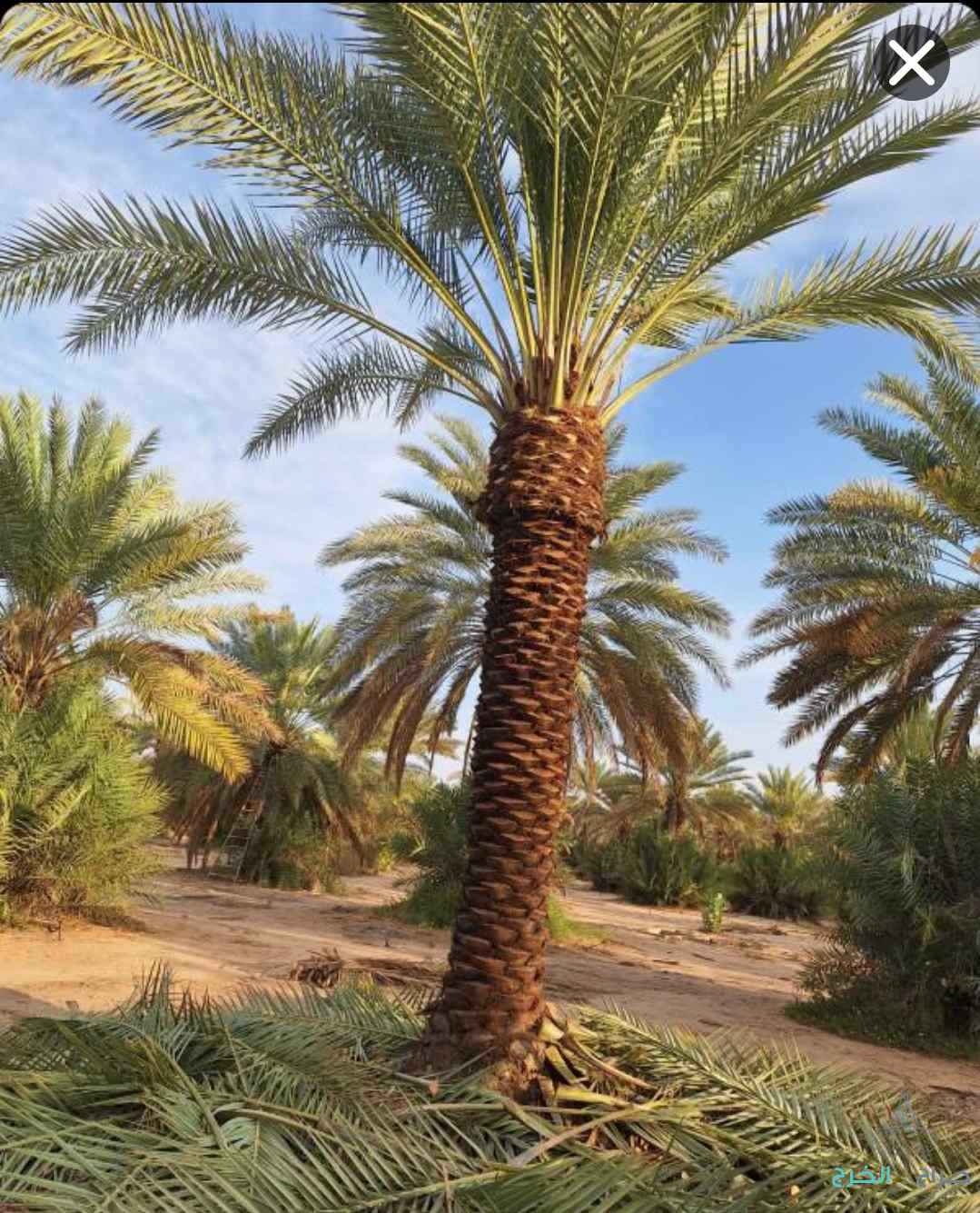نخل مثمر نخيل نقايل إخلاص سكري برحي صقعي شيشي مجدول هلالي