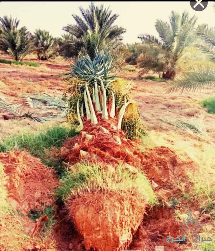 نخل مثمر نخيل نقايل إخلاص سكري برحي صقعي شيشي مجدول هلالي