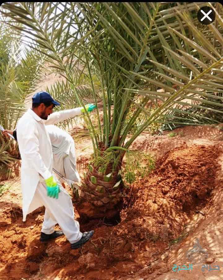 نخل مثمر نخيل نقايل إخلاص سكري برحي صقعي شيشي مجدول هلالي