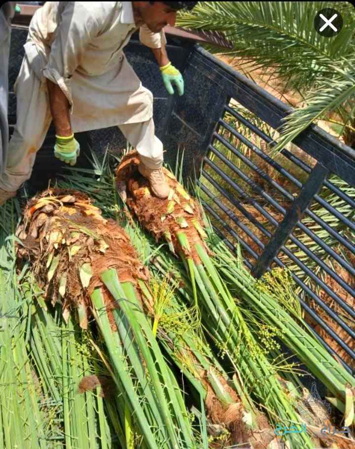 نخل مثمر نخيل نقايل إخلاص سكري برحي صقعي شيشي مجدول هلالي