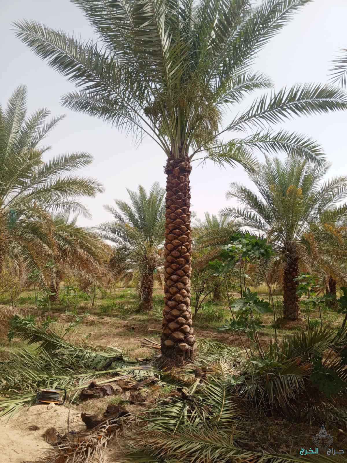 نخل مثمر نخيل نقايل إخلاص سكري برحي صقعي شيشي مجدول هلالي