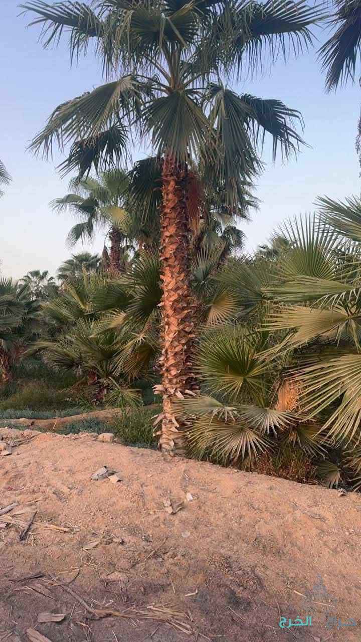 الرياض المزاحمية تبراك