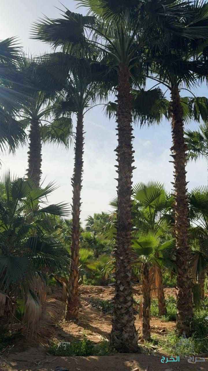 الرياض المزاحمية تبراك