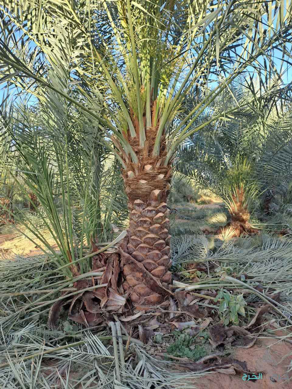 الرياض المزاحمية تبراك