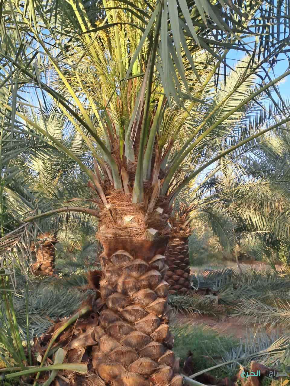 الرياض المزاحمية تبراك