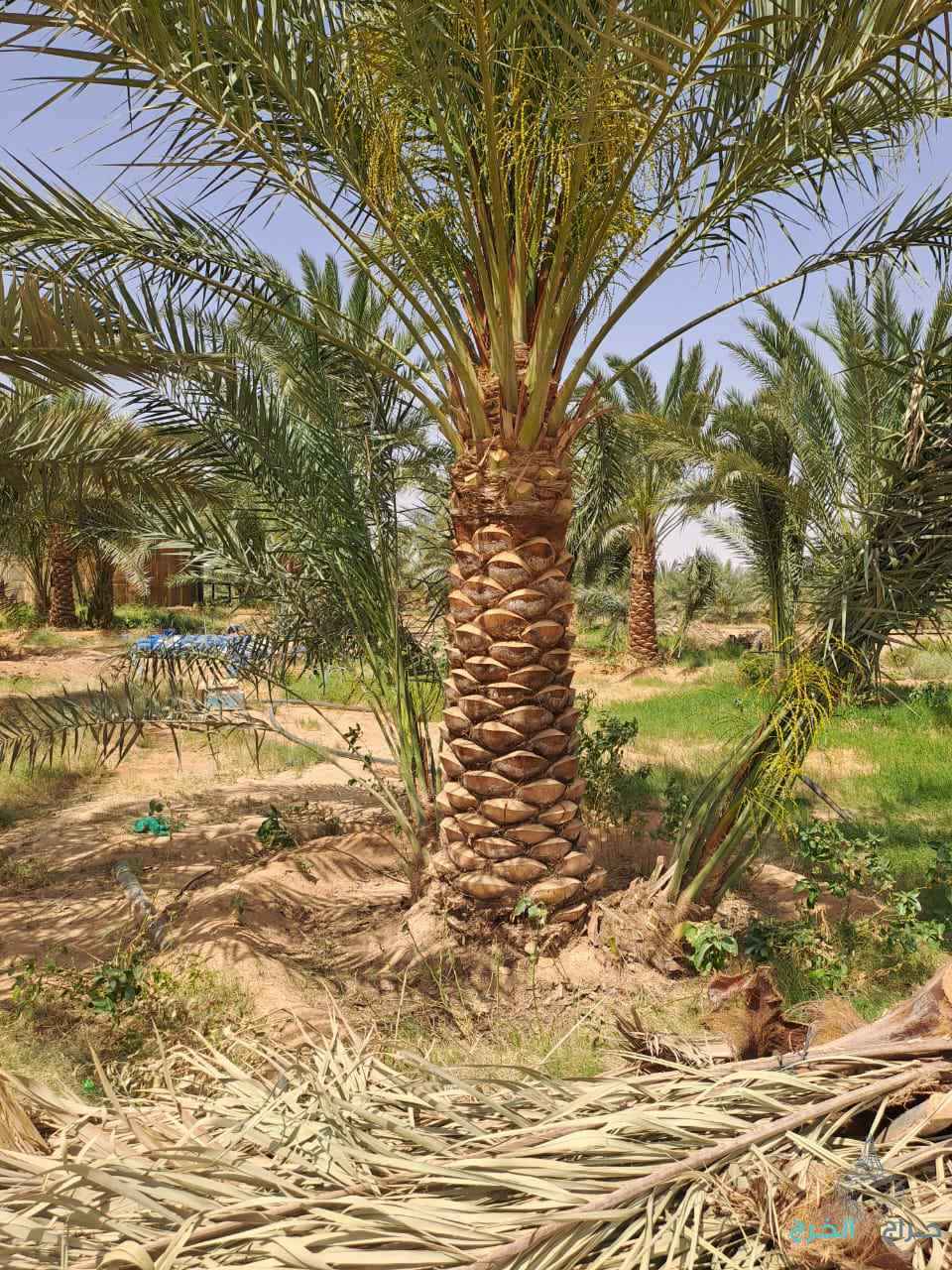 الرياض المزاحمية تبراك