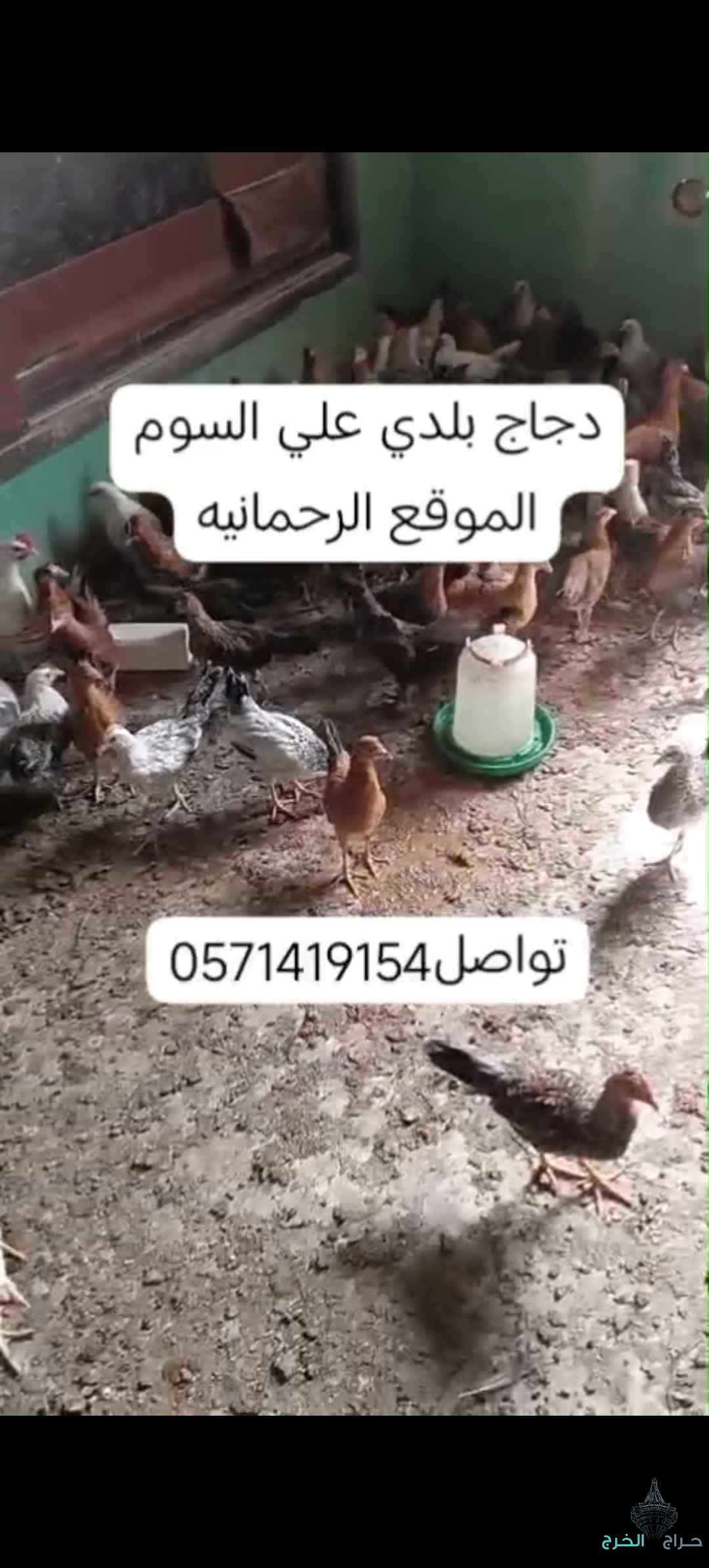 دجاج بلدي للبيع الموقع الرحمانيه