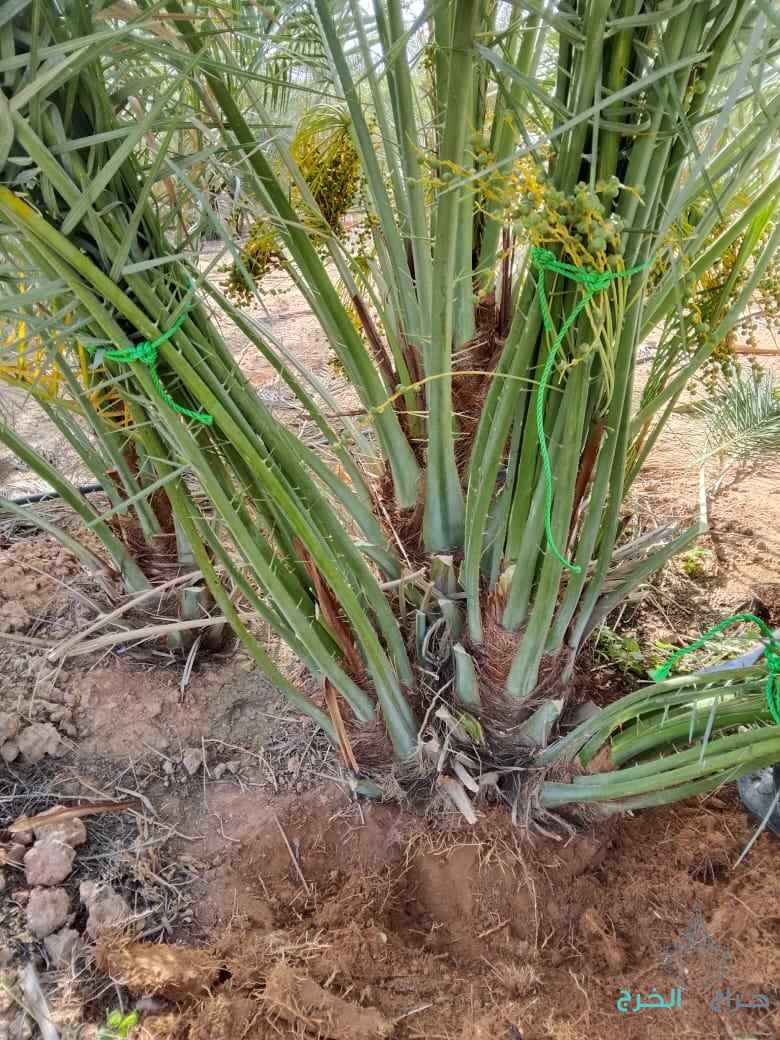 نخيل القصيم جثايث نقايل فراخه 
