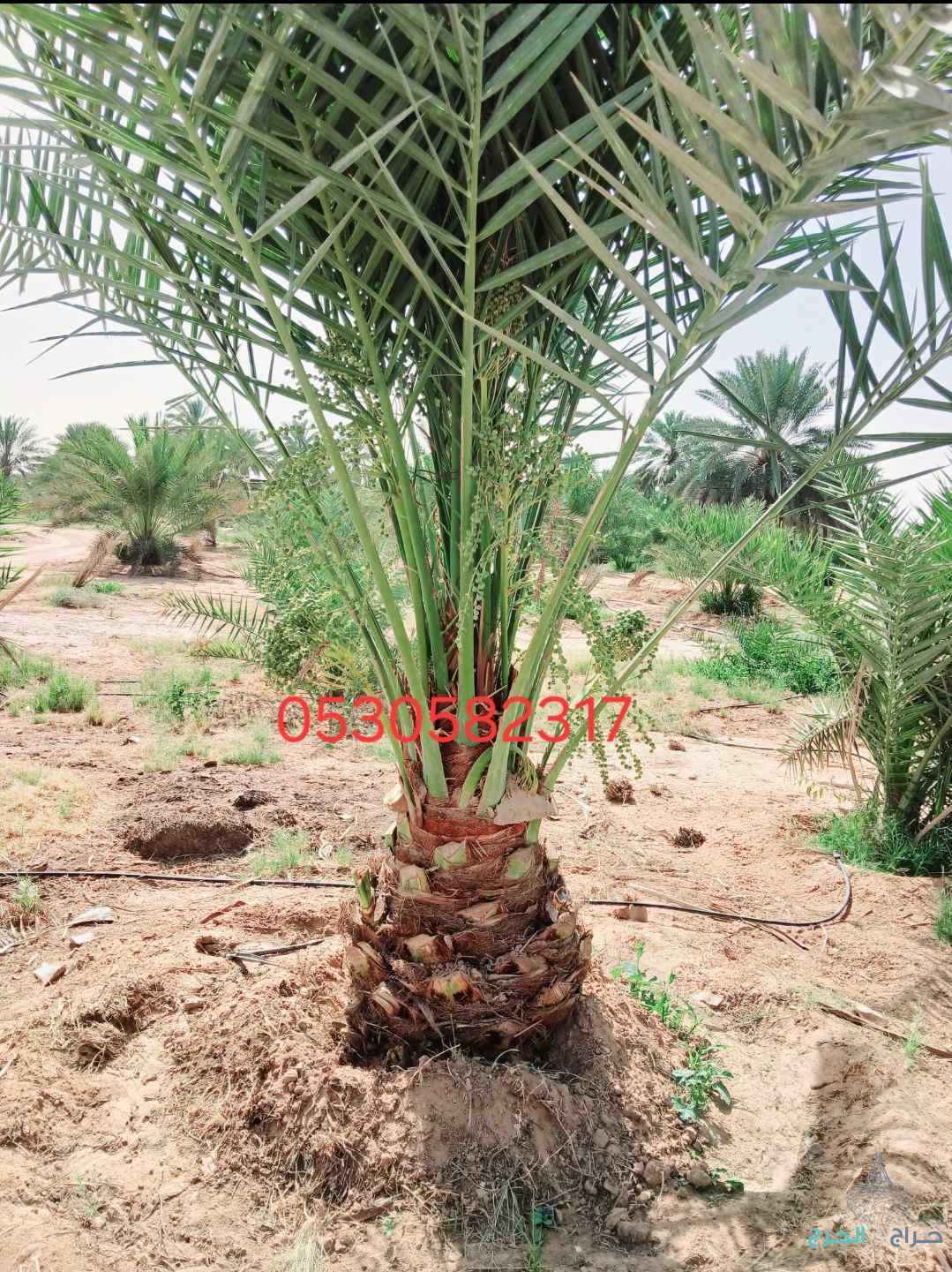 نخل مثمر نخيل نقايل إخلاص سكري برحي صقعي شيشي 