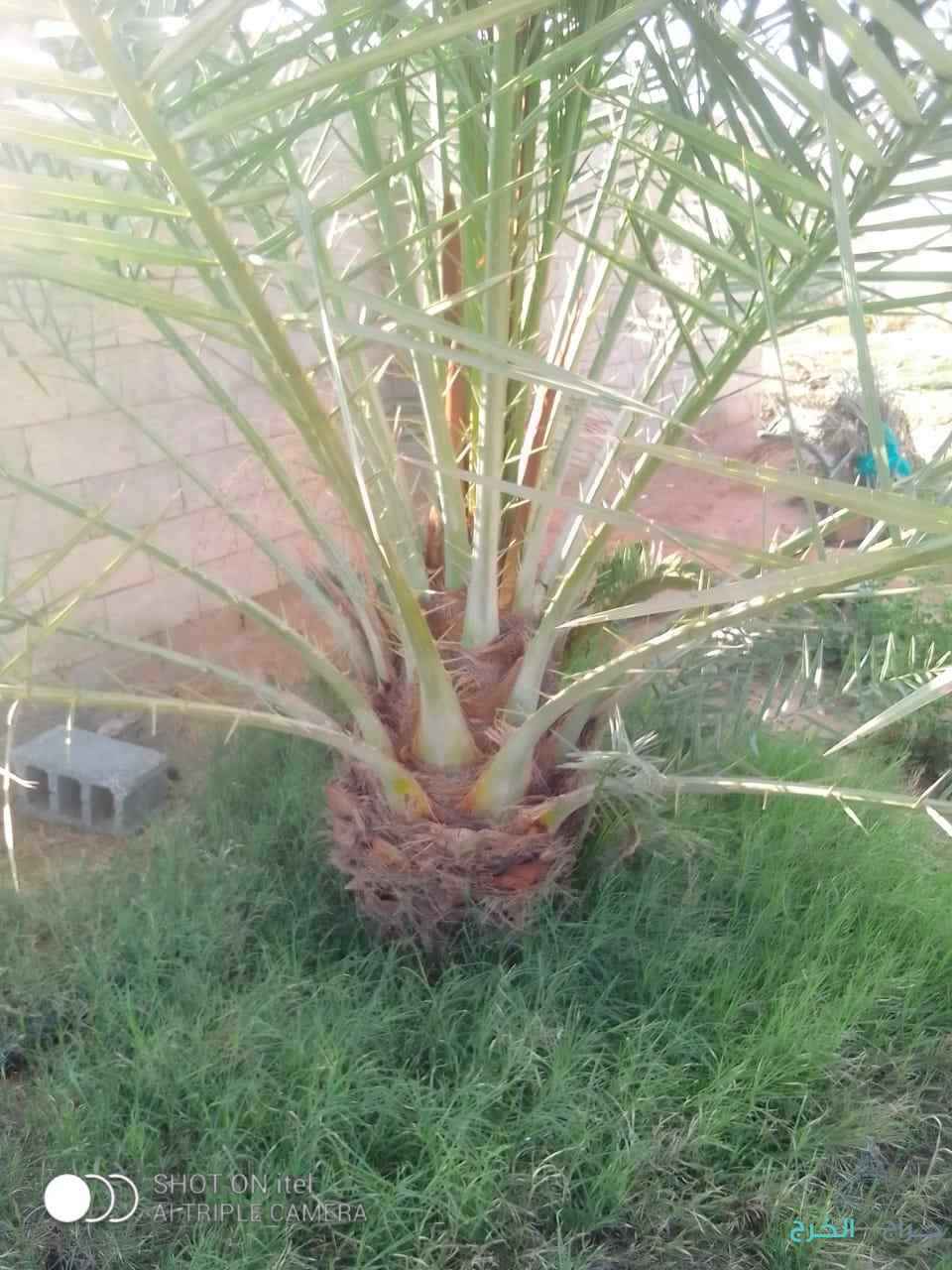 جثايث نخل للبيع وفروخ طيبه