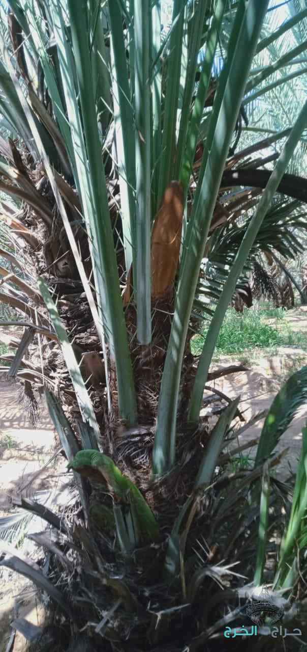 جثايث نخل للبيع وفروخ طيبه