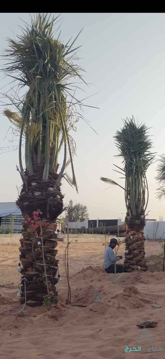نخيل مثمر فاخر للبيع