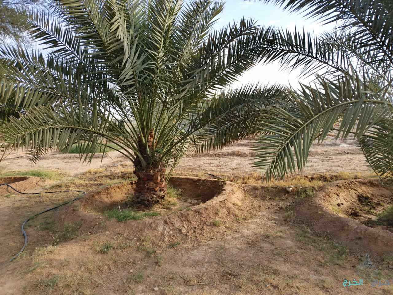 نخيل مثمر فاخر للبيع