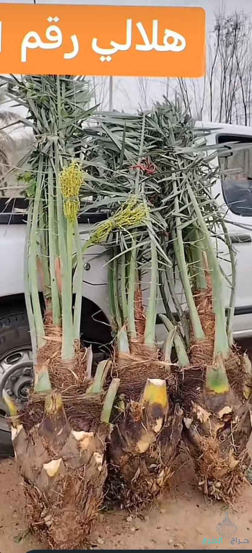 نخيل مثمر للبيع بجميع أنواعه 