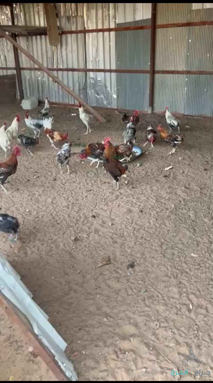 ديكاه بلديه