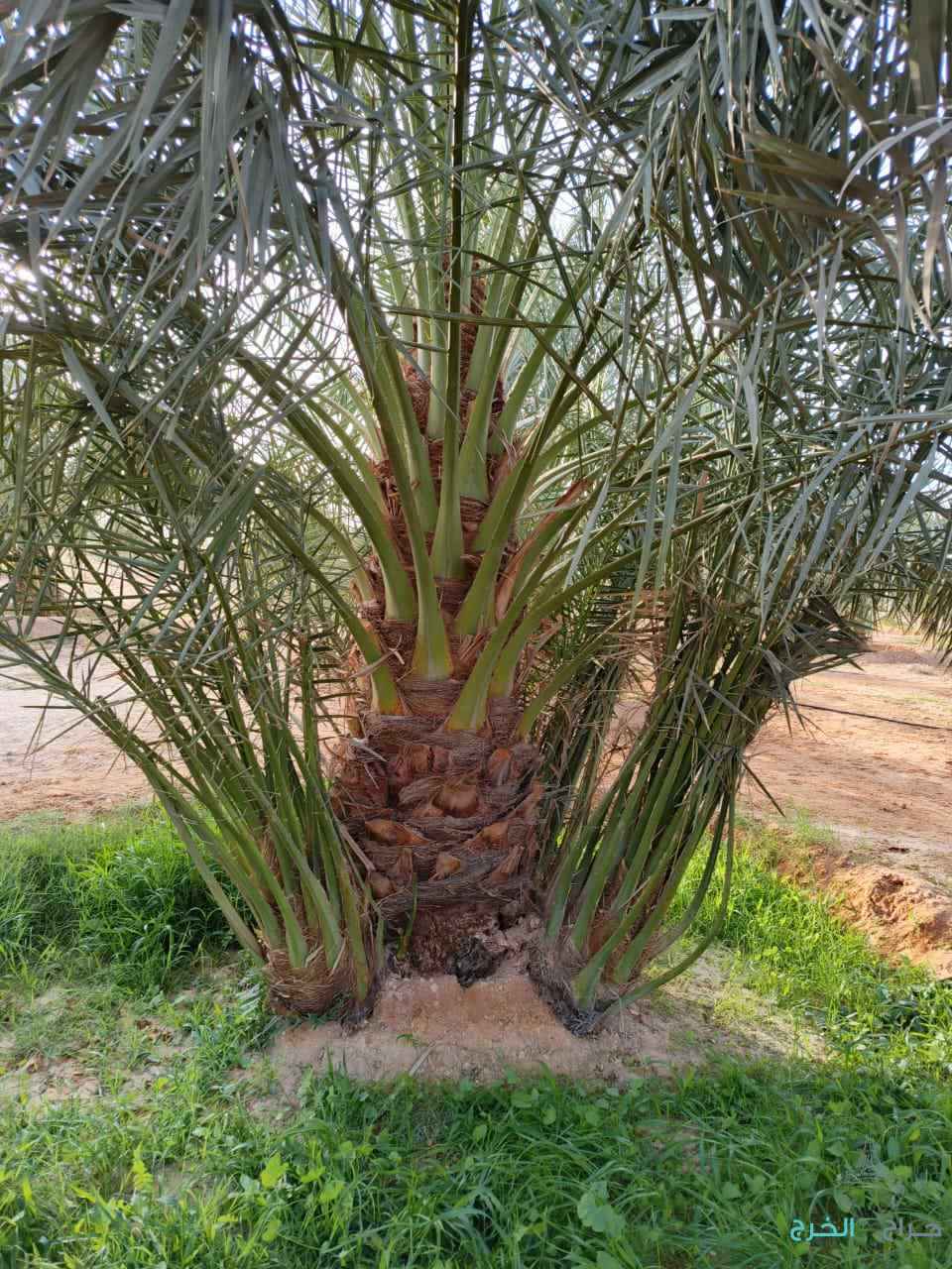 نخل مثمر للبيع
