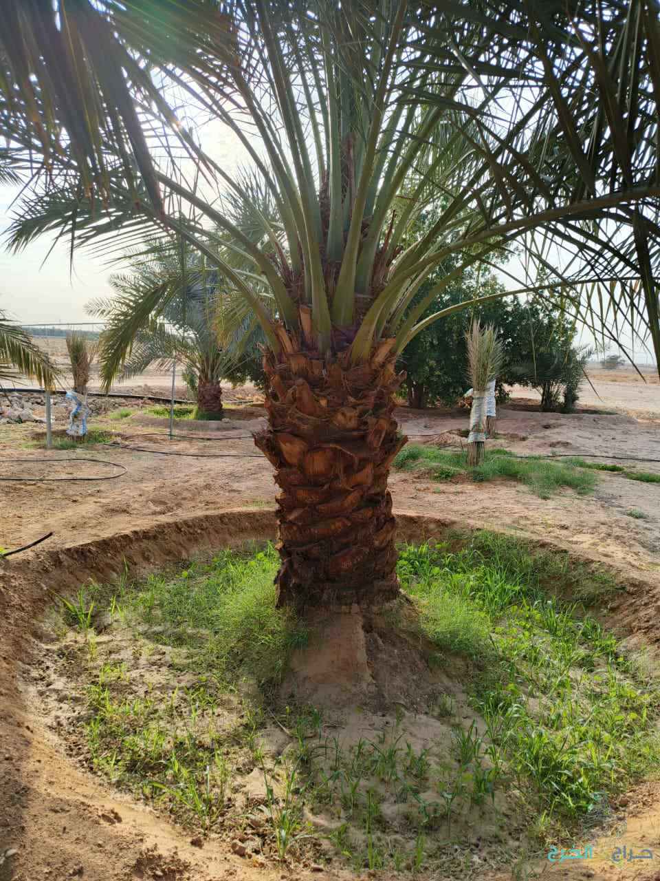 نخل مثمر للبيع