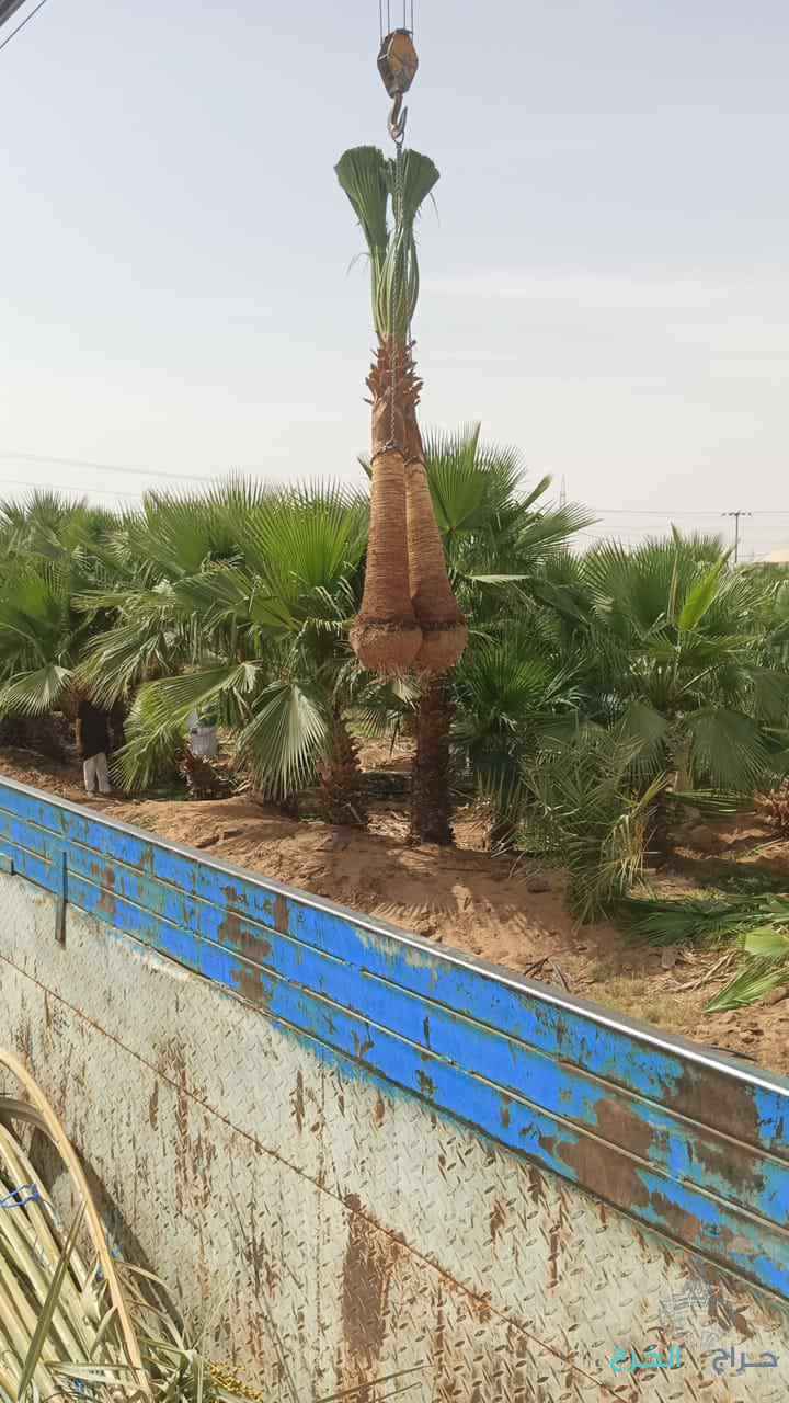 نخل مثمر نخيل واشنطني إخلاص سكري برحي صقعي شيشي مجدول