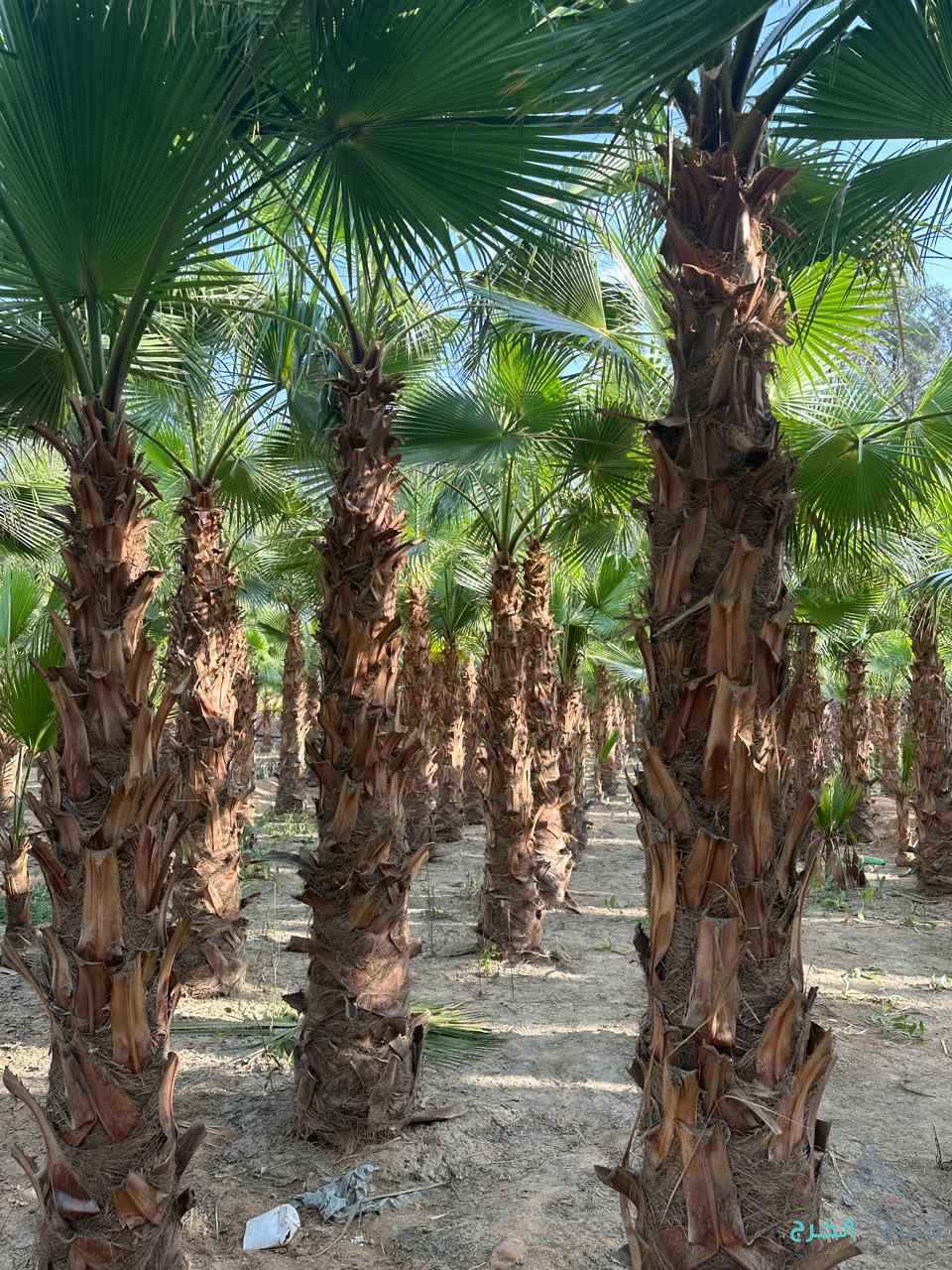 نخل مثمر نخيل واشنطني إخلاص سكري برحي صقعي شيشي مجدول