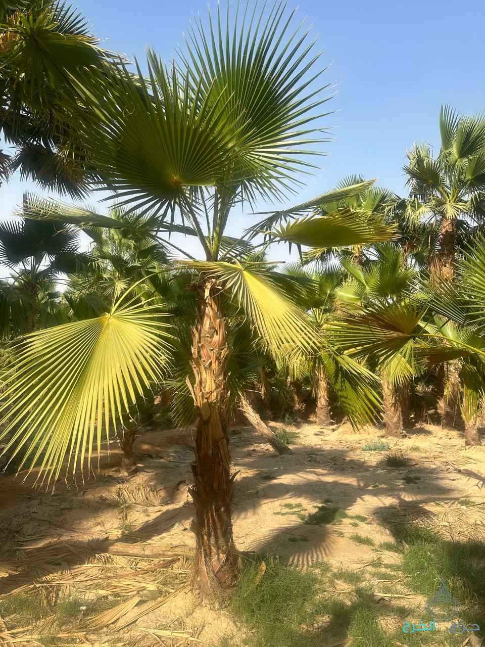 نخل مثمر نخيل واشنطني إخلاص سكري برحي صقعي شيشي مجدول