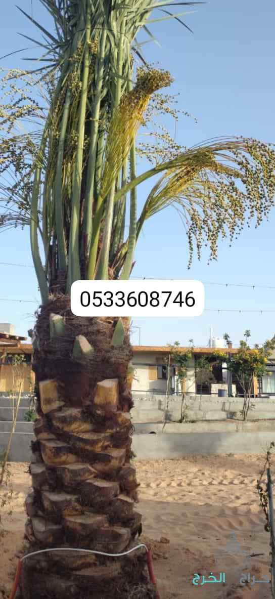 نخيل مثمر للبيع بجميع أنواعه ومقساته 