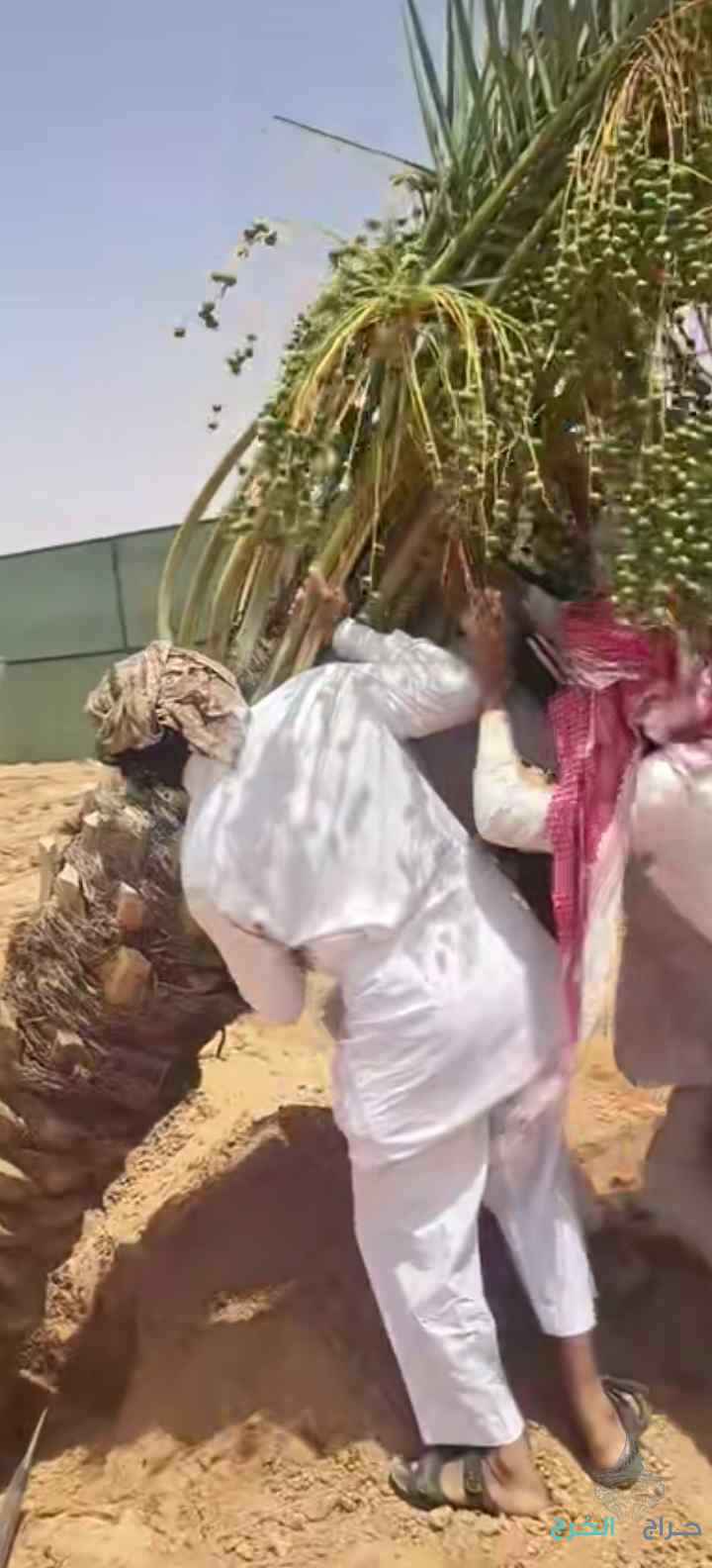 نخيل مثمر للبيع بجميع أنواعه ومقساته 