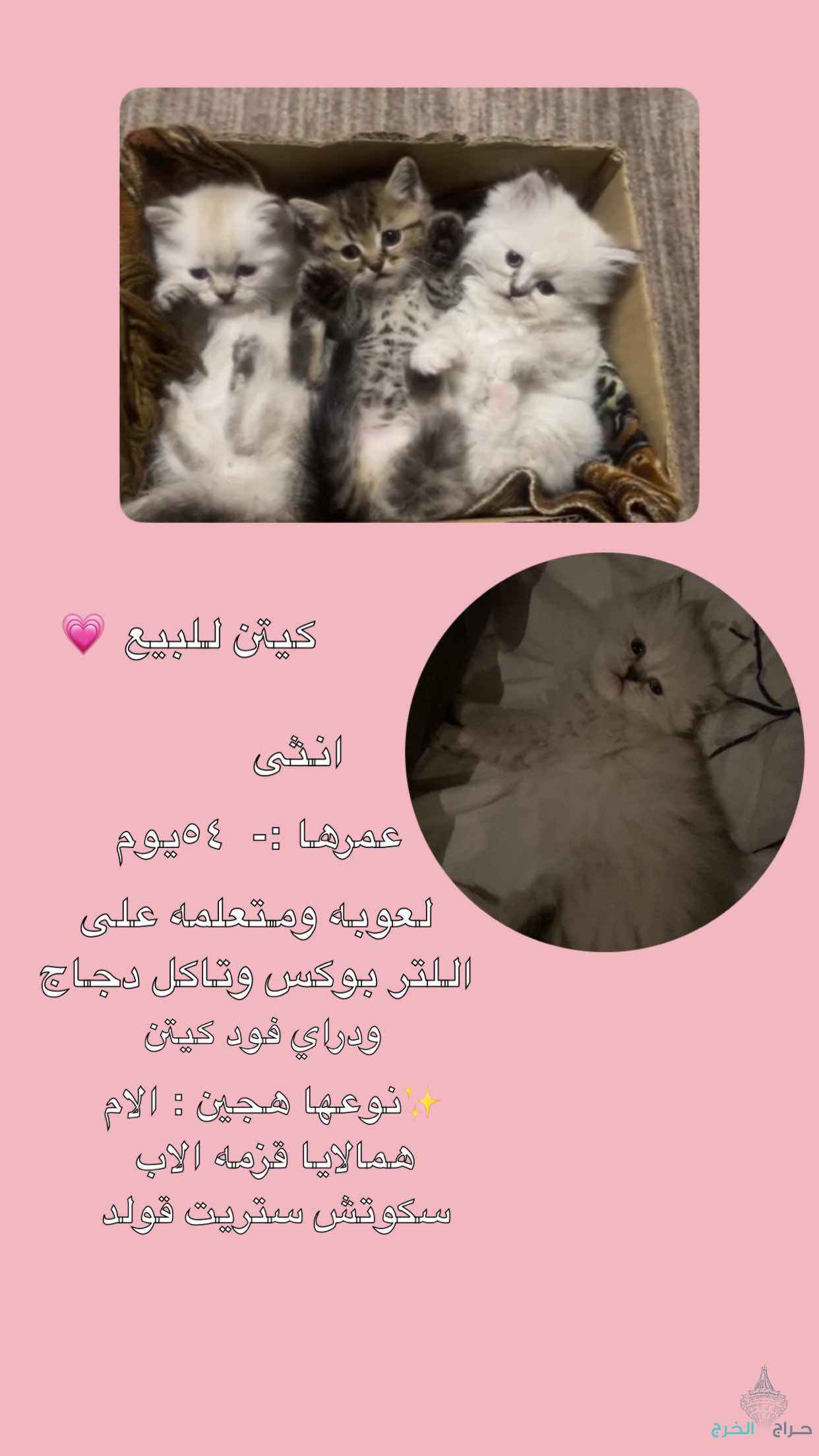 الخرج
