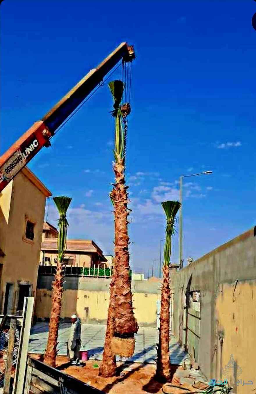 نخل واشنطني واشنطونيا نخل نقايل إخلاص سكري صقعي