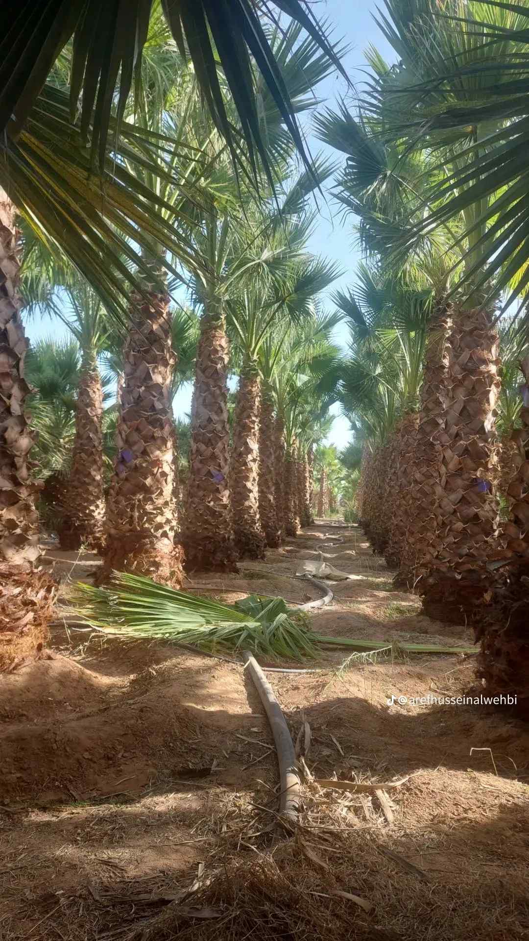 يوجد لدينا جميع انواع النخيل الزينه واشنطن
