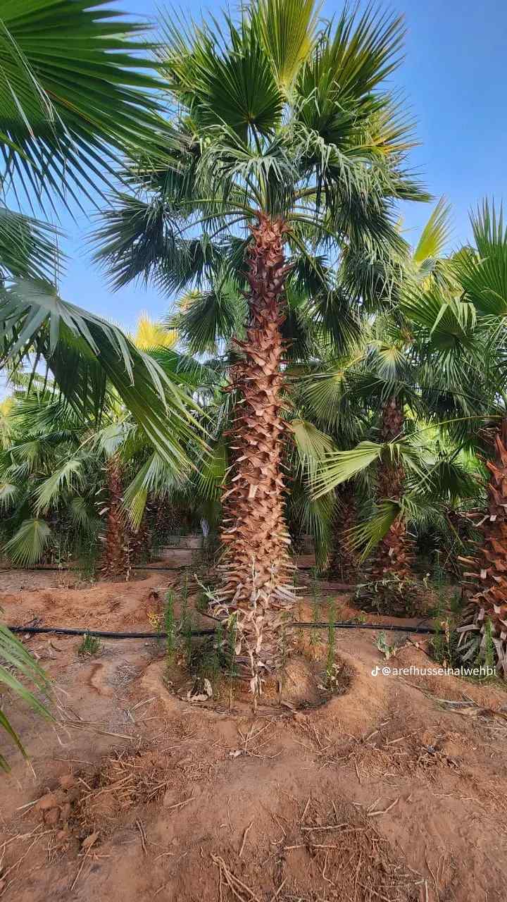 يوجد لدينا جميع انواع النخيل الزينه واشنطن
