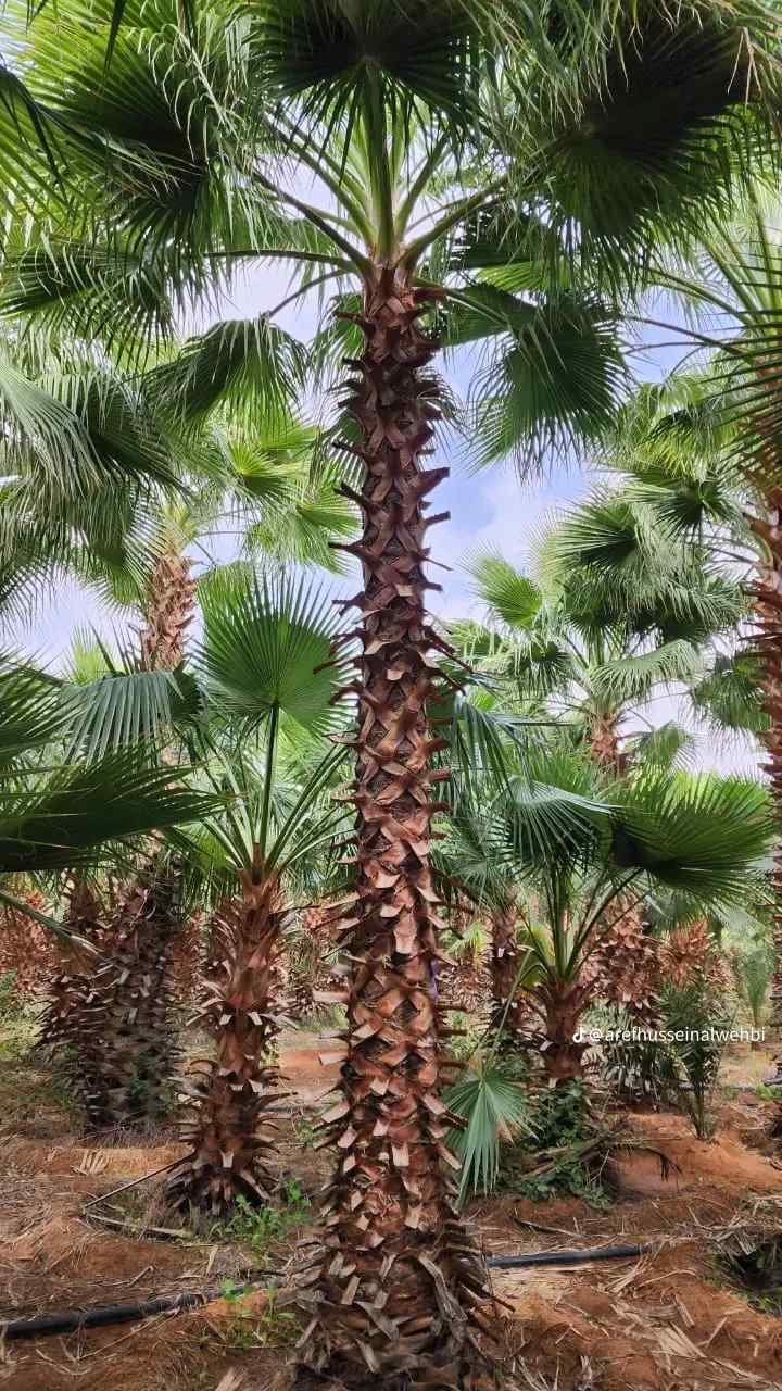 يوجد لدينا جميع انواع النخيل الزينه واشنطن