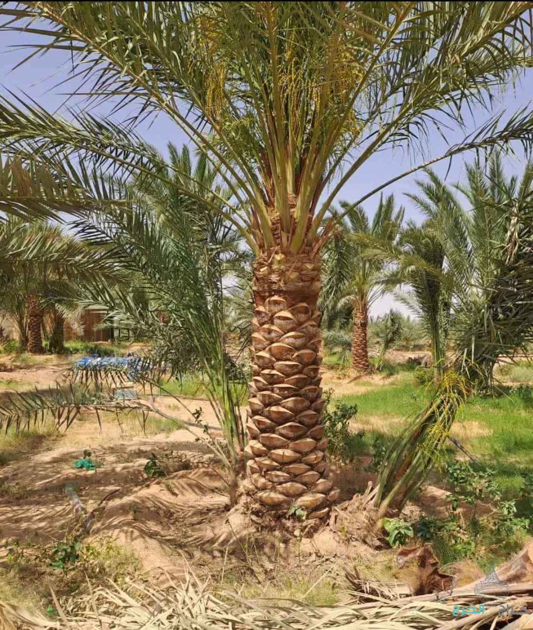 نخل مثمر نخيل نقايل إخلاص سكري برحي صقعي شيشي مجدول 