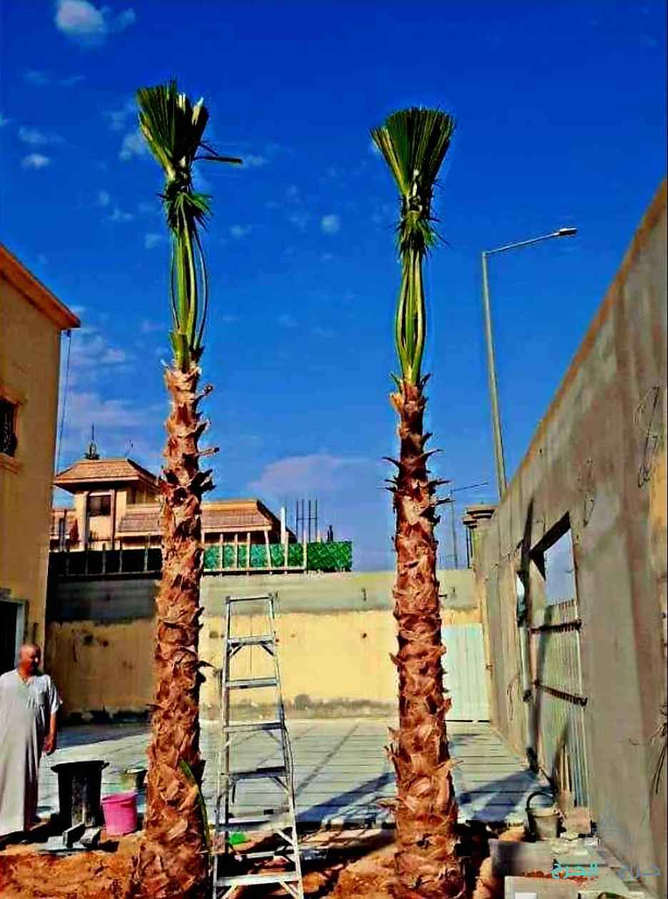نخل مثمر نخيل نقايل إخلاص سكري برحي صقعي شيشي مجدول 