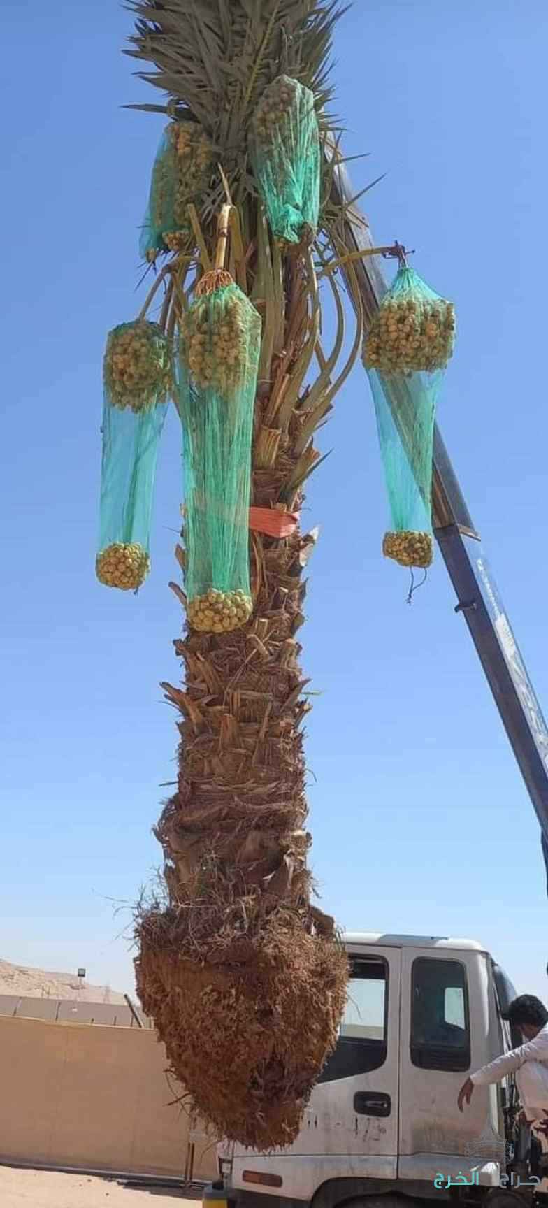 نخل مثمر للبيع 