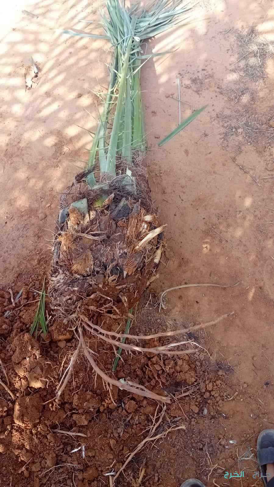 جثايث نخل للبيع وفروخ طيبه
