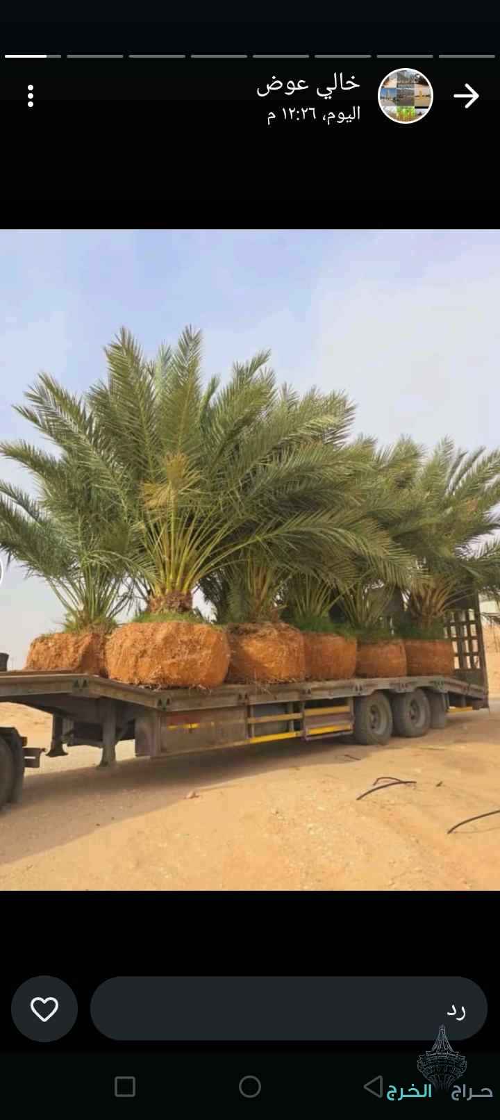 نخيل واشنطني زينه وعربي مثمر للبيع