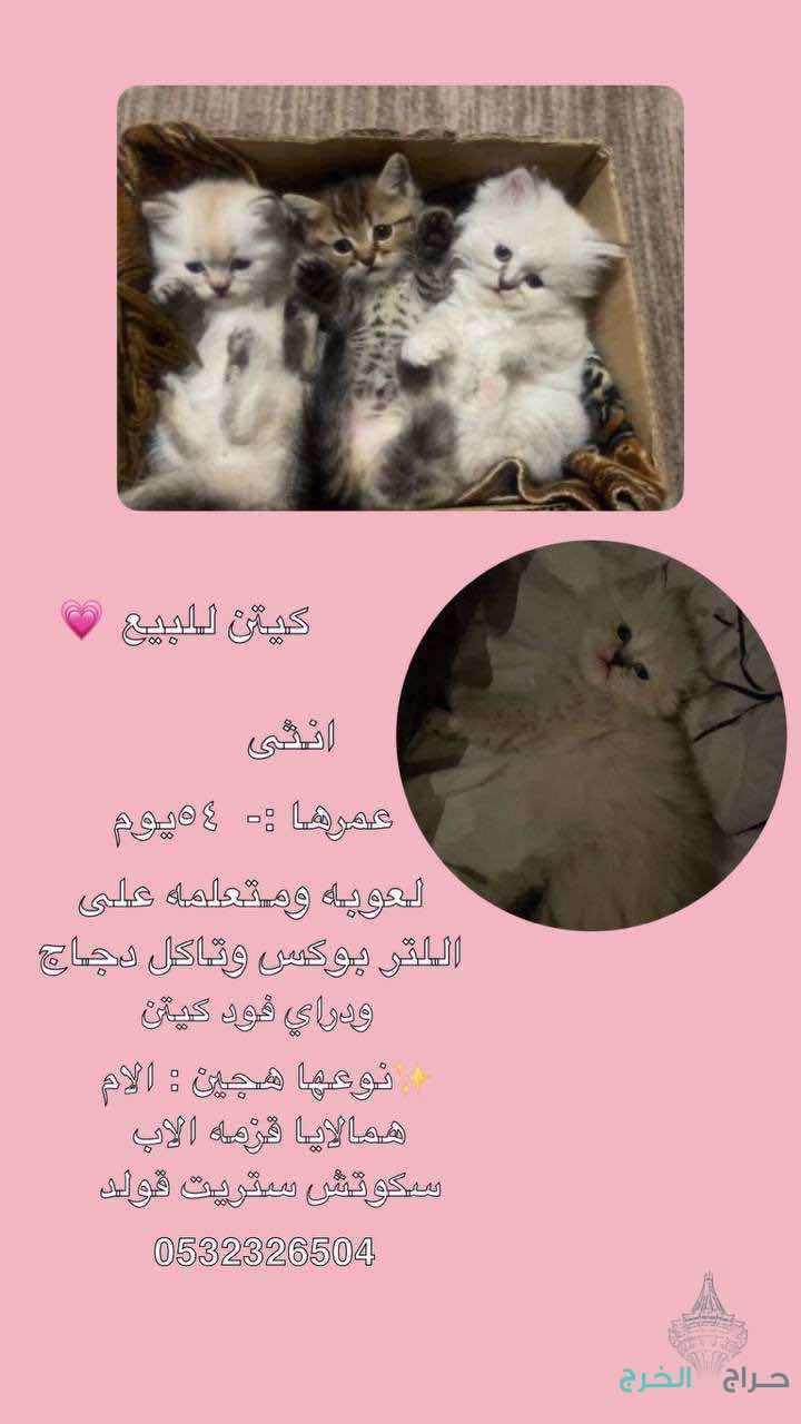 الخرج حي الورود 