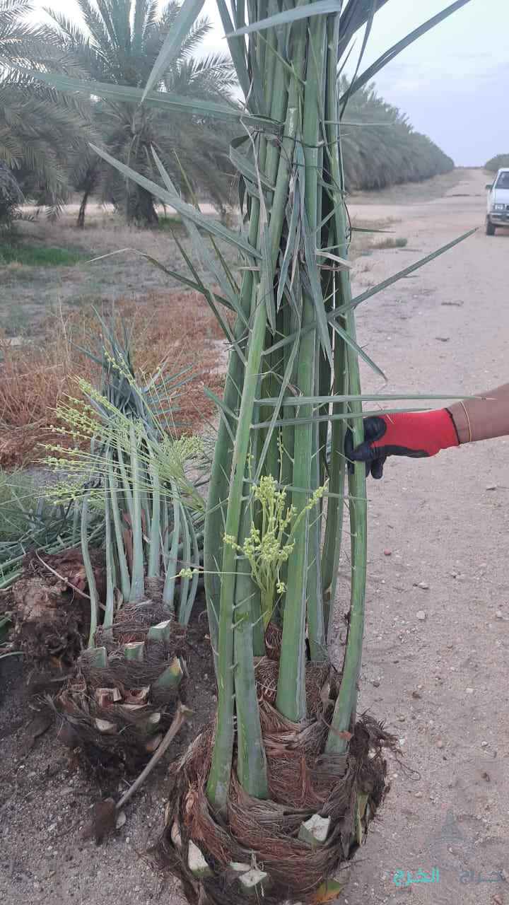 نخيل مثمر للبيع ونانه هشيش مسكاني لبانه ونوايع اخرا 