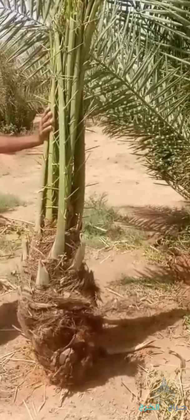 نخيل مثمر للبيع 